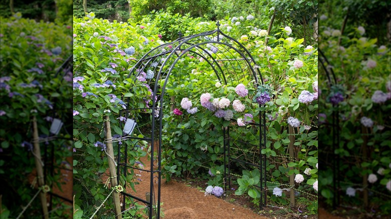 An archway among tall hydrangea bushes in a garden.