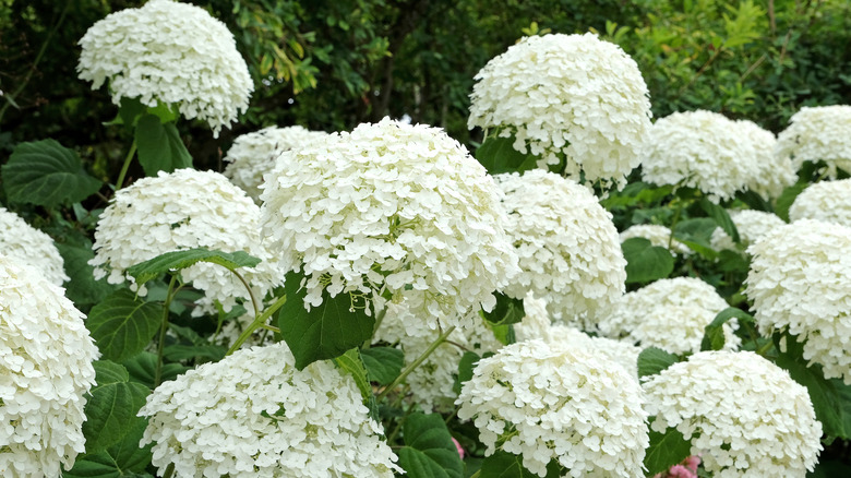 A close up of large Incrediball hydrangeas.