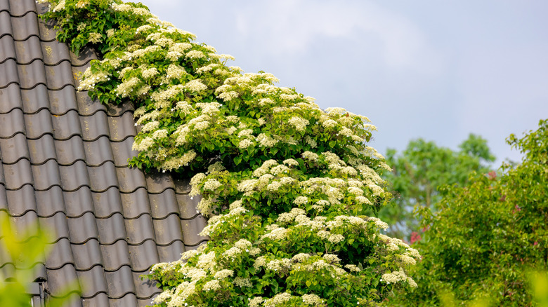 Climbing hydrangea creeping on a shingled house roof.