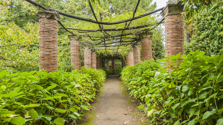 A large brick pergola with a path surrounded by non-blooming hydrangeas.