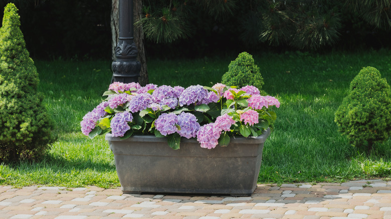 Purple and pink hydrangeas growing in a rectangular planter.