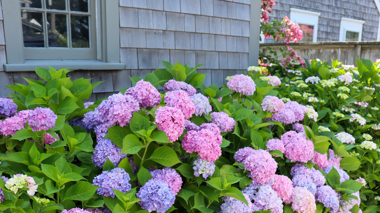 Pink and purple hydrangea shrubs right next to a Cape Cod cedar shingled house.