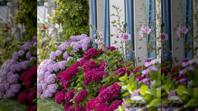 Hydrangea shrubs planted with other flowers alongside them.