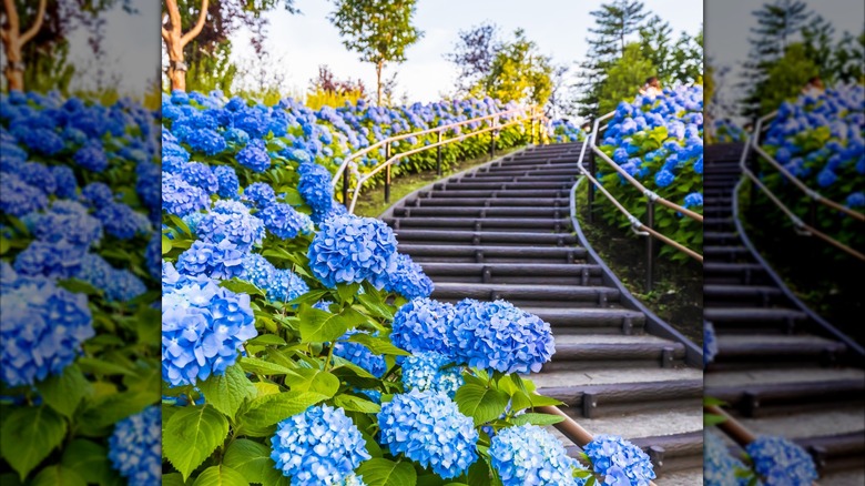 A curving outdoor staircase flanked by large amounts of blue hydrangeas on either side.