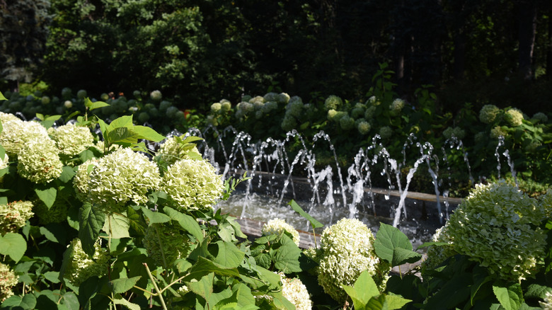 Green hydrangea bushes surrounding a dancing water feature in partial sun.
