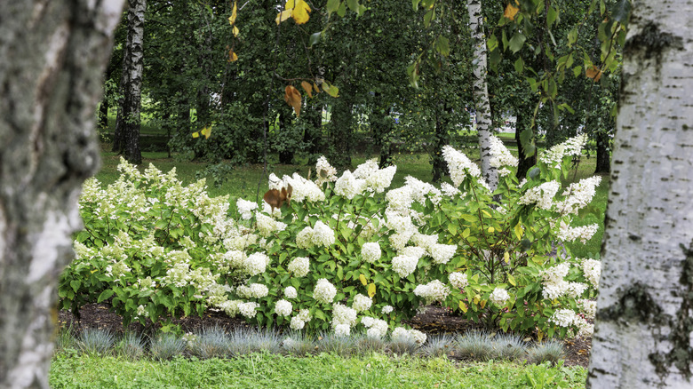 A bed of hydrangeas sitting among trees.