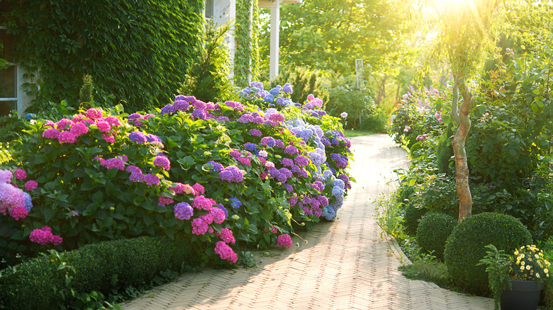 A pathway alongside a house with hydrangea shrubs growing alongside it.
