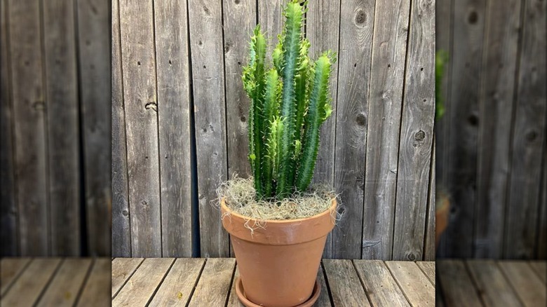 African milk tree in pot in front of wood wall