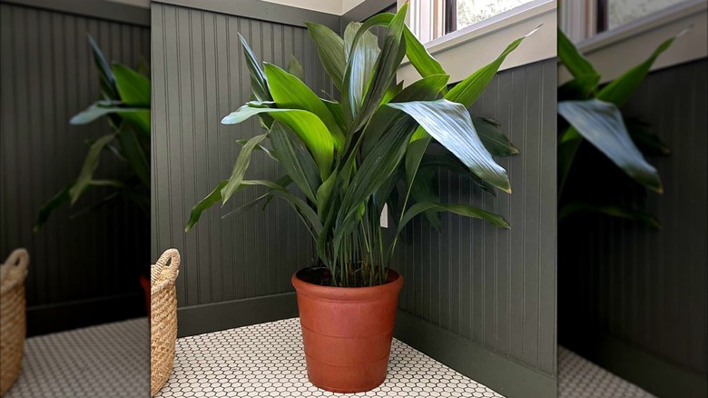 A cast iron plant makes a dramatic statement in the corner of a bathroom