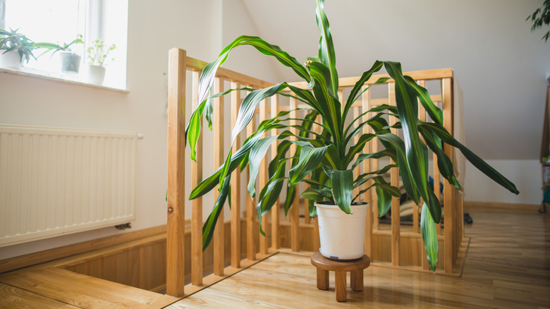 Large corn plant in sunny spot on stair landing