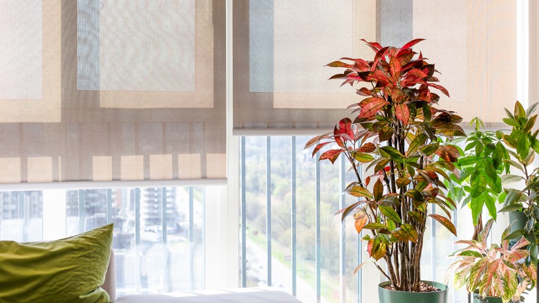 A colorful croton near a sunny condo window