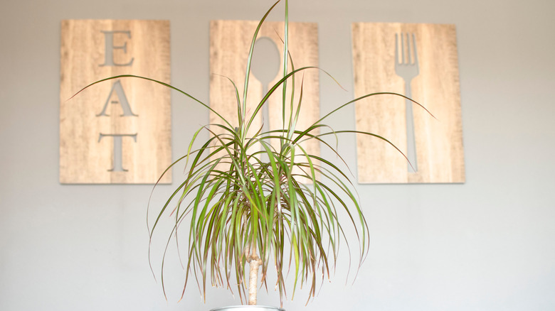 Large dragon tree with wispy and foliage in front of dining-themed wall decor