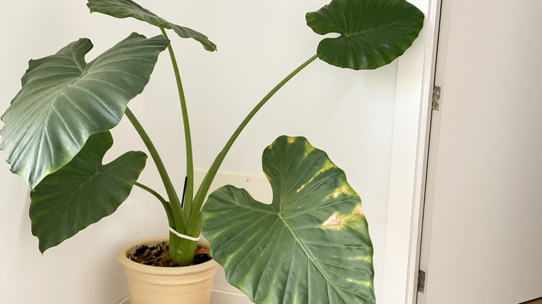 Potted elephant ear plant in indoor corner
