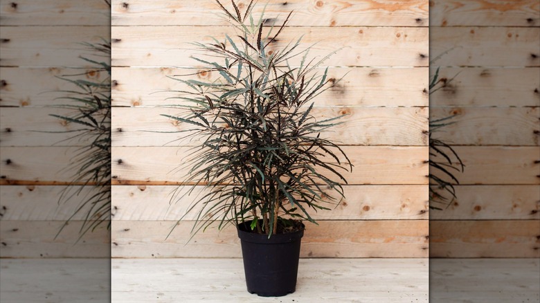 False aralia in front of a wood wall