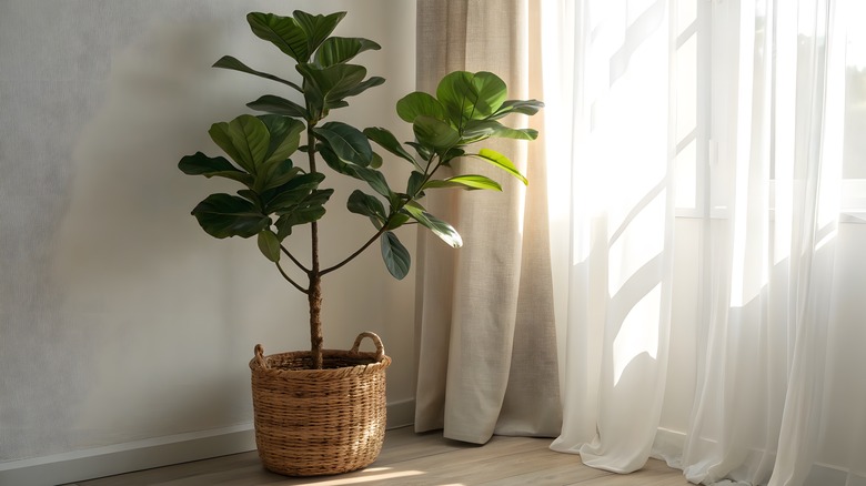 A fiddle-leaf fig in a basket planter next to a window