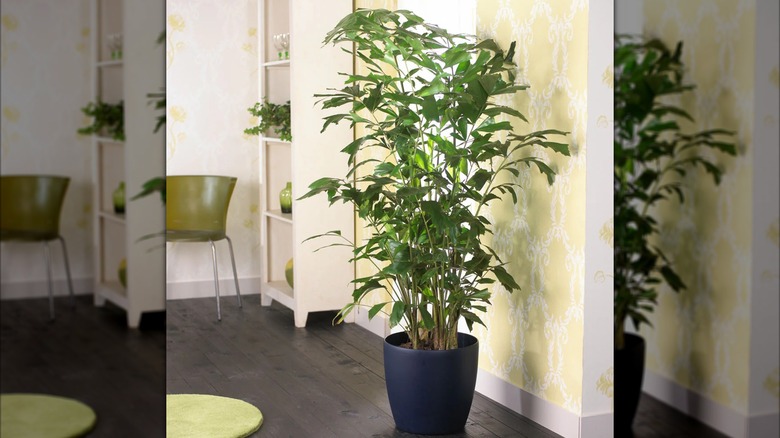 A large fishtail palm houseplant in a bright interior