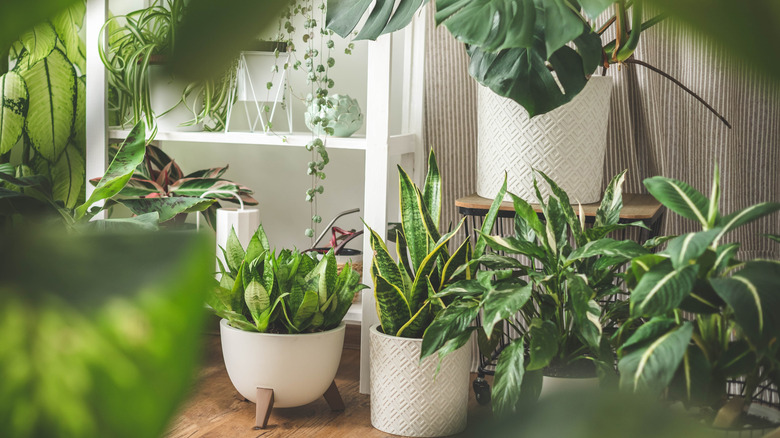 Lots of houseplants in room seen through green leaves