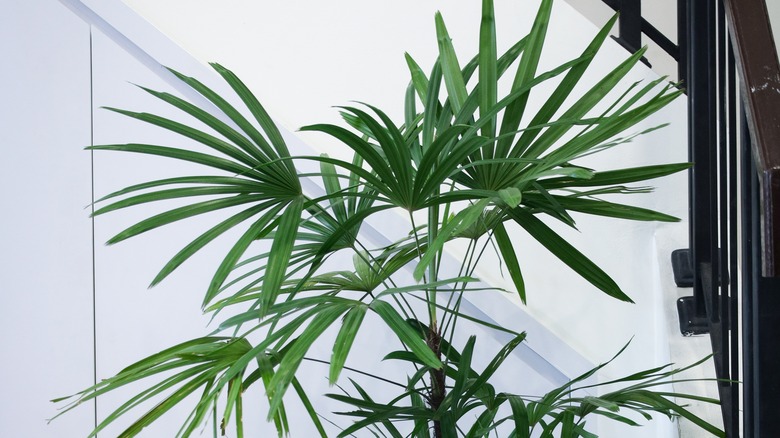 The foliage of a lady palm next to a stairwell
