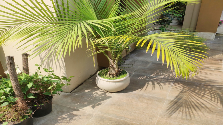 A majesty palm's foliage indoors with other plants in background