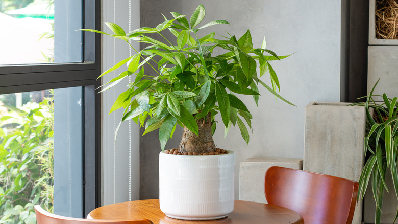 A small money tree in a white pot on a table