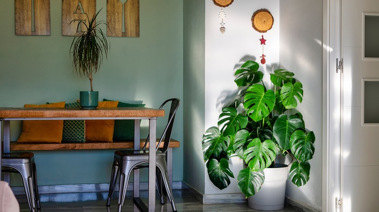 A monstera in a well-lit corner next to a dining table