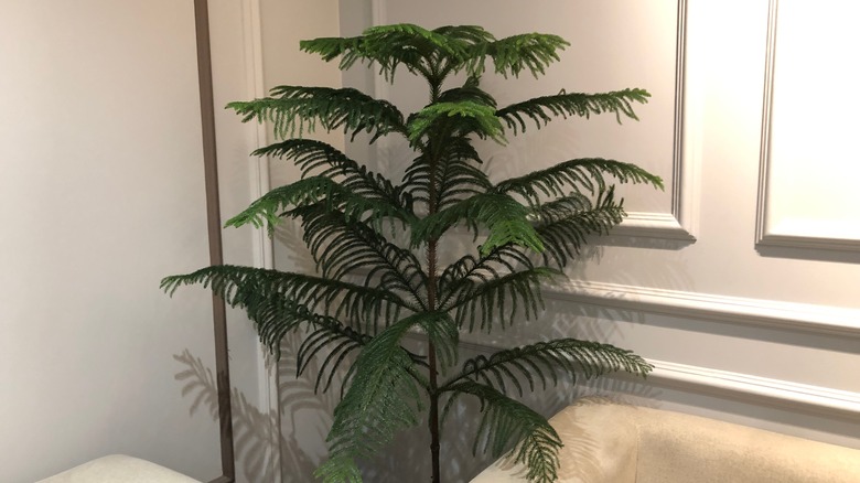 A Norfolk Island Pine tree in a corner by white couches