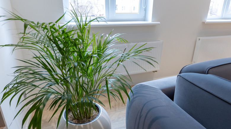A potted parlor palm behind a smooth gray couch