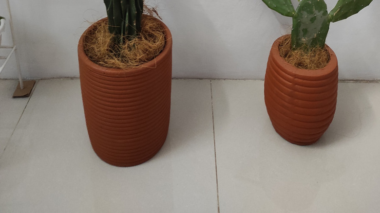 Peruvian apple cactus houseplant next to paddle cactus