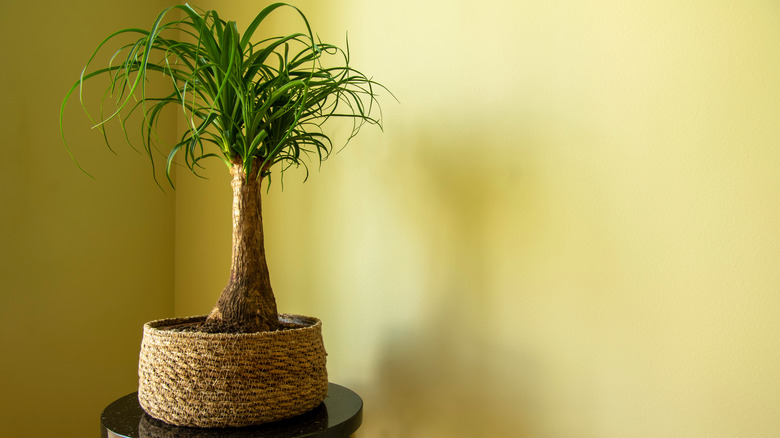 A ponytail palm in a basket planter in the corner of a yellow room