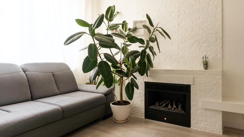 Large rubber plant in a minimalist home with white brick fireplace