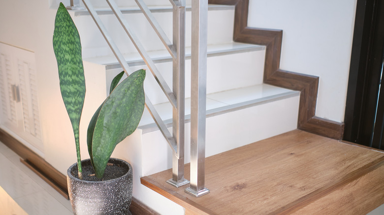 Snake plant next to stairs in home