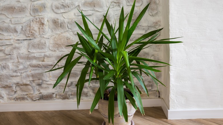 Spiky yucca plant growing indoors in a corner