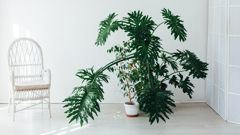 Large tree philodendron in white room next to a white chair