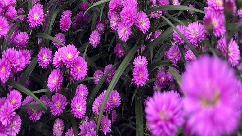 Purple lavender aster flowers in bloom