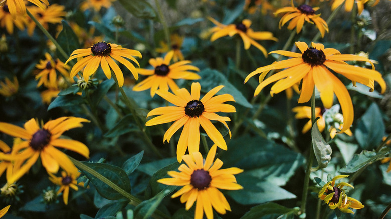 Yellow flowers of black-eyed Susan