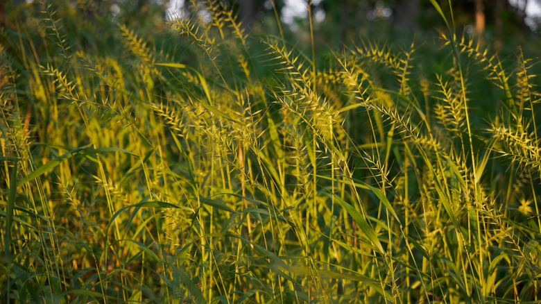 Bottlebrush grass gleaming in sunlight