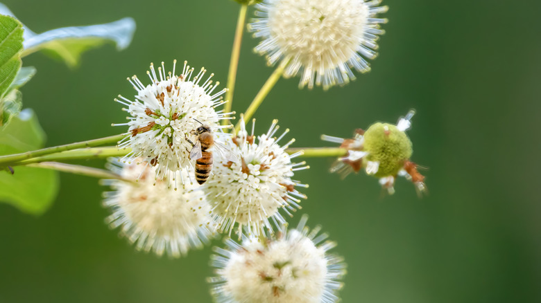 Bee on a white buttonbush flower