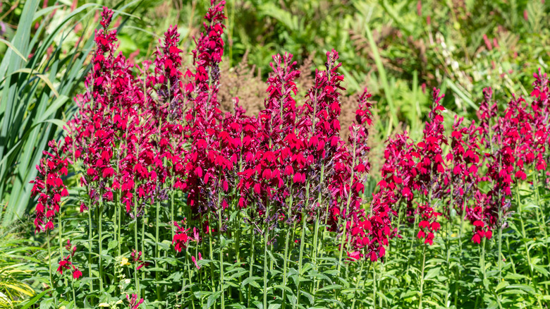 Red cardinal flowers in bloom