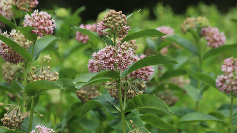 Common milkweed plant with small flowers in bloom
