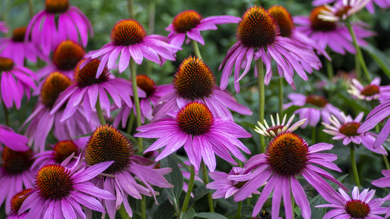 Purple coneflowers in bloom in garden