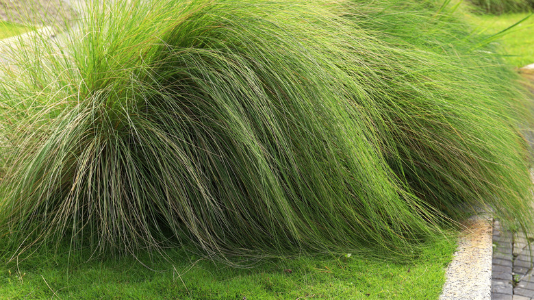 Green blades of deer grass in growth