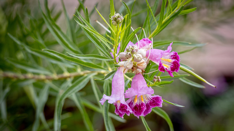 Pink trumpet flowers of desert willow