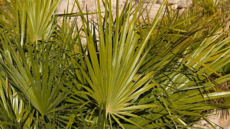 Tiny green blades of dwarf palmetto