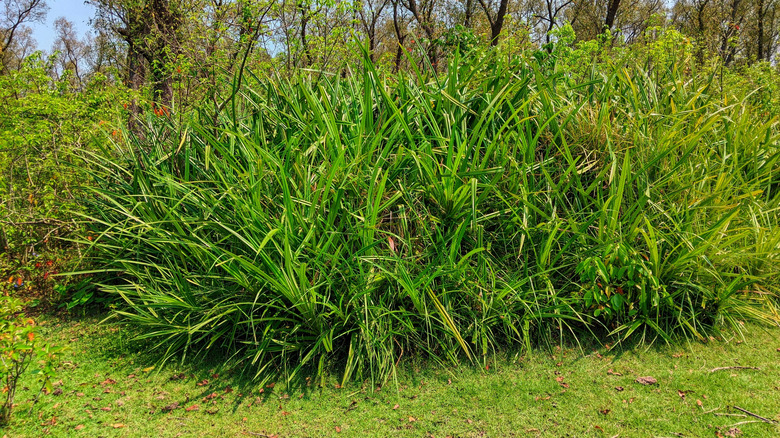 Eastern gamagrass' green blades in a garden