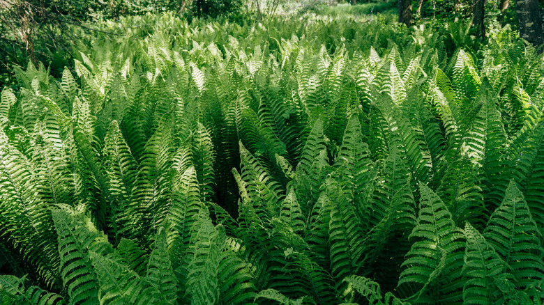 Green ferns growing in garden