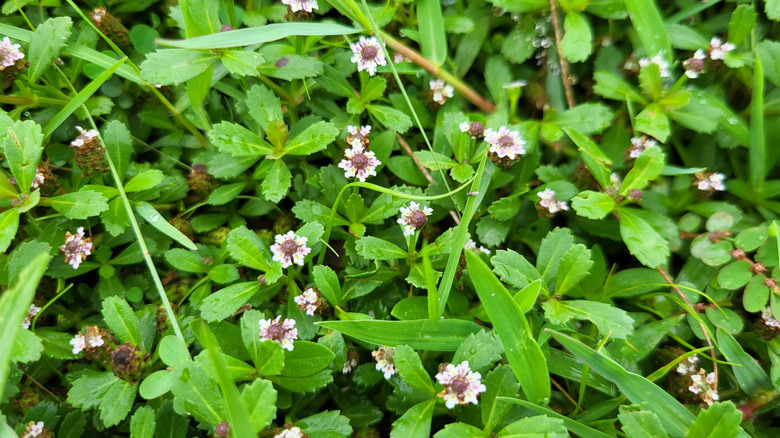 Small flowers on frogfruit plant