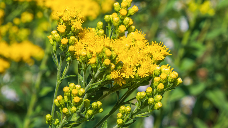 Yellow flowers of goldenrod