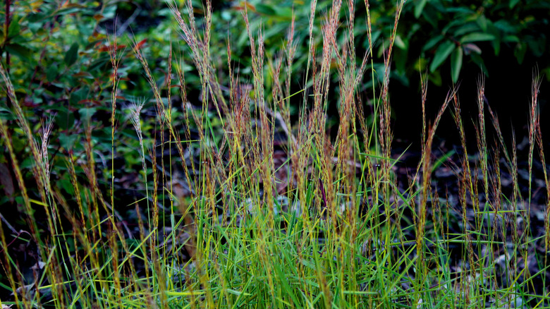 Indiangrass' blades in growth
