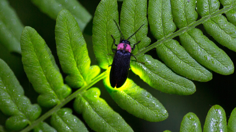 A firefly sitting on a green leaf