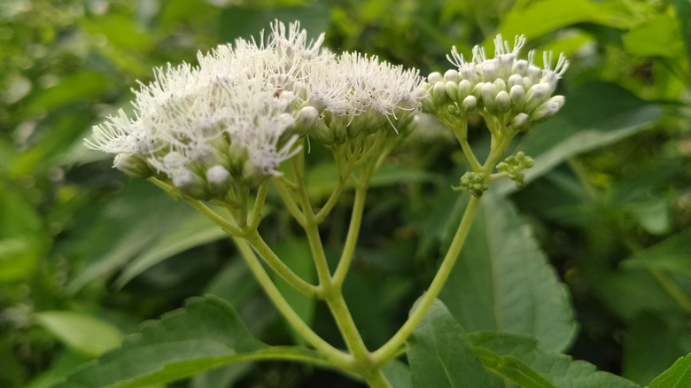 White flowers of late boneset in yard